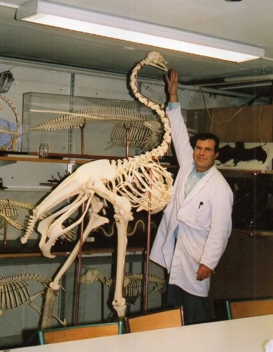 Squelette d’autruche, dernière réalisation d'André en matière d’ostéologie, 1995.